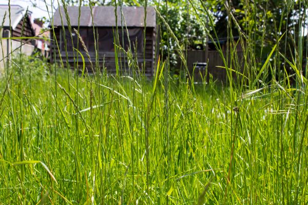 Overgrown Lawn Trimming in South Jordan