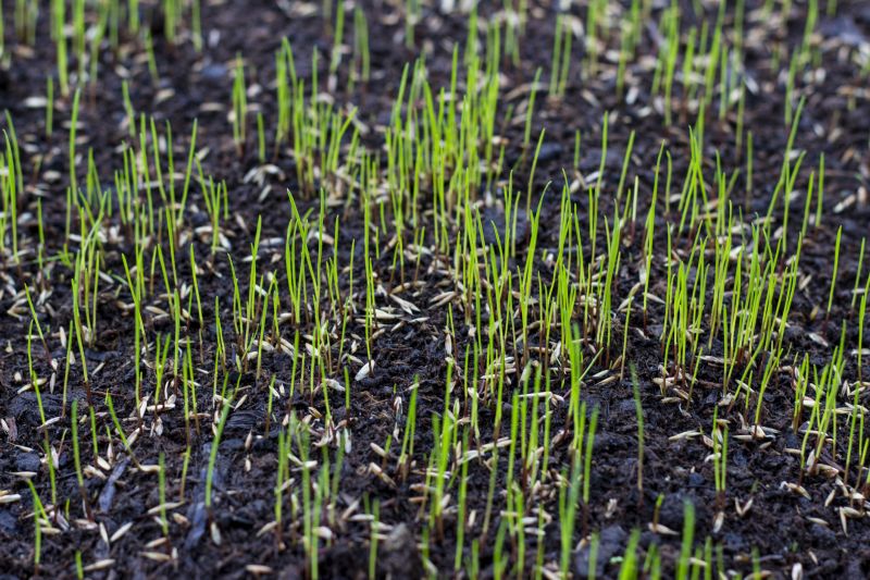 Lawn Growth Stages